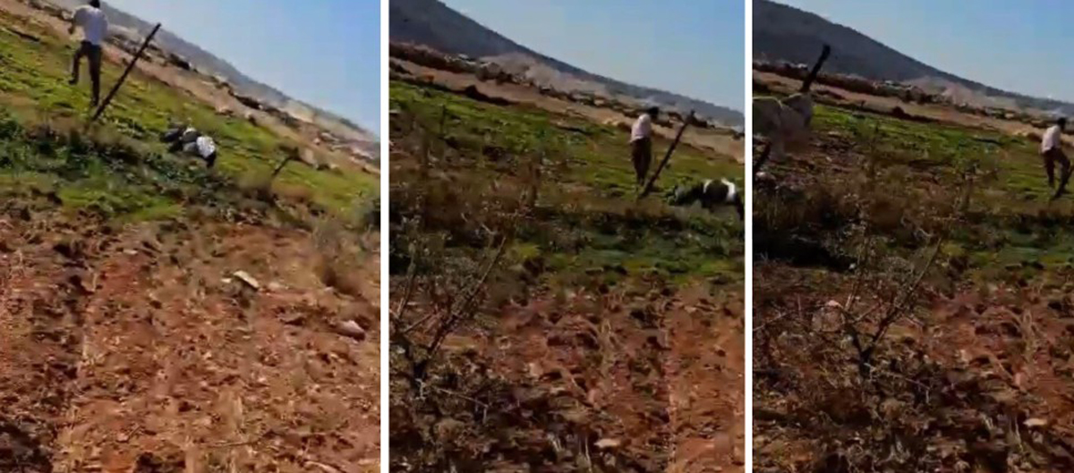 The settler attacking Musa Jabarin, then fleeing. Photo courtesy of local residents