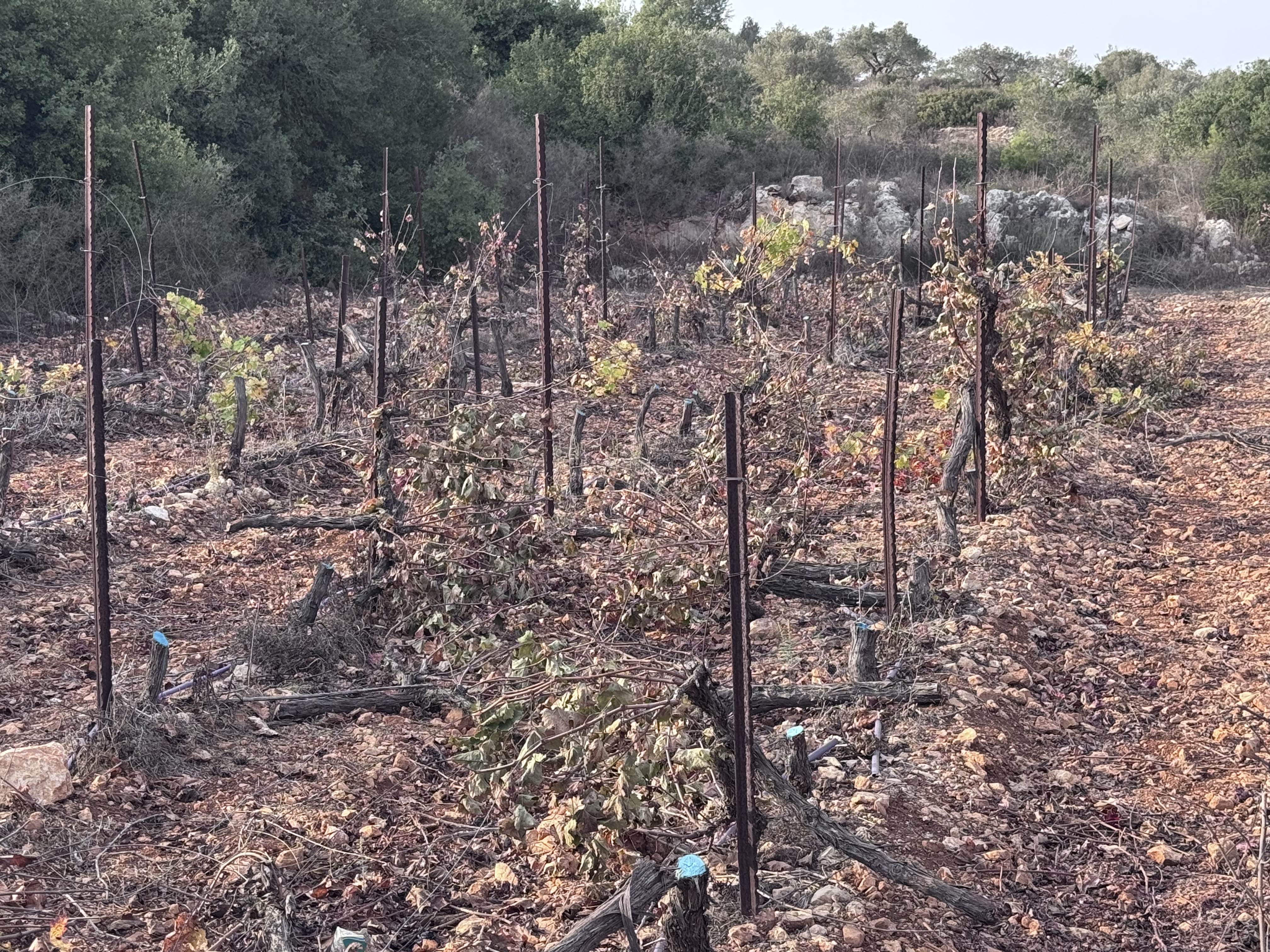 Damaged grapevines in the vineyard owned by the witness and his brothers. Photo courtesy of the family