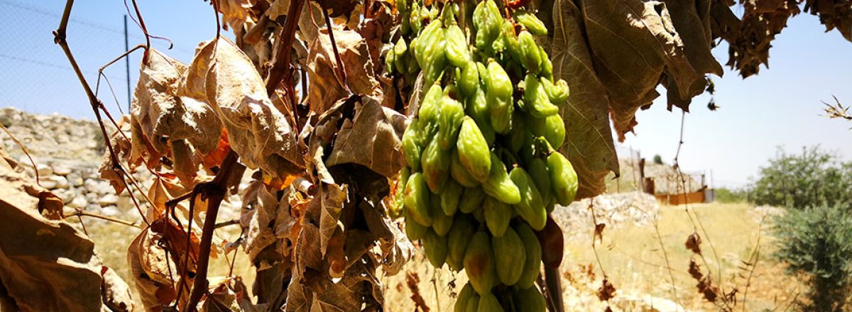 גפן כרותה בכרם של ניזאם מועטאן בבורקה. צילום: אידא חדאד, 26.6.18