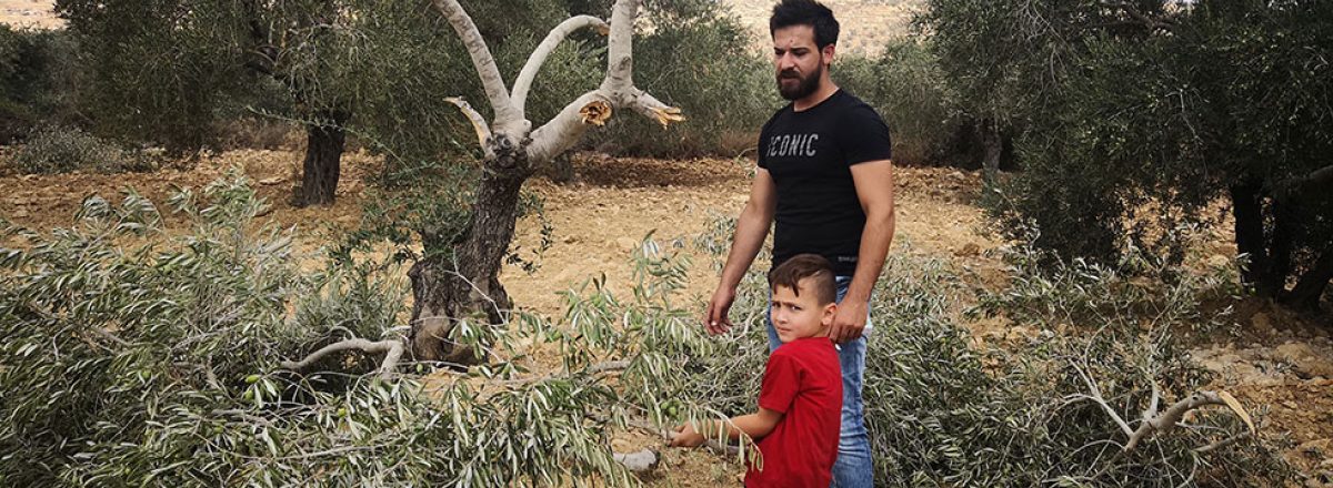 Muhammad Samhan and his nephew Kinan next to a tree borken by settlers in their olive grove. Photo by Iyad Hadad, B'Tselem, 19 Aug. 2018