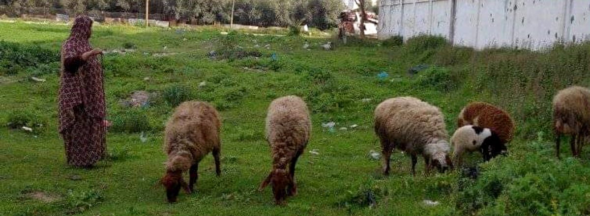 أ.ح. ترعى الأغنام