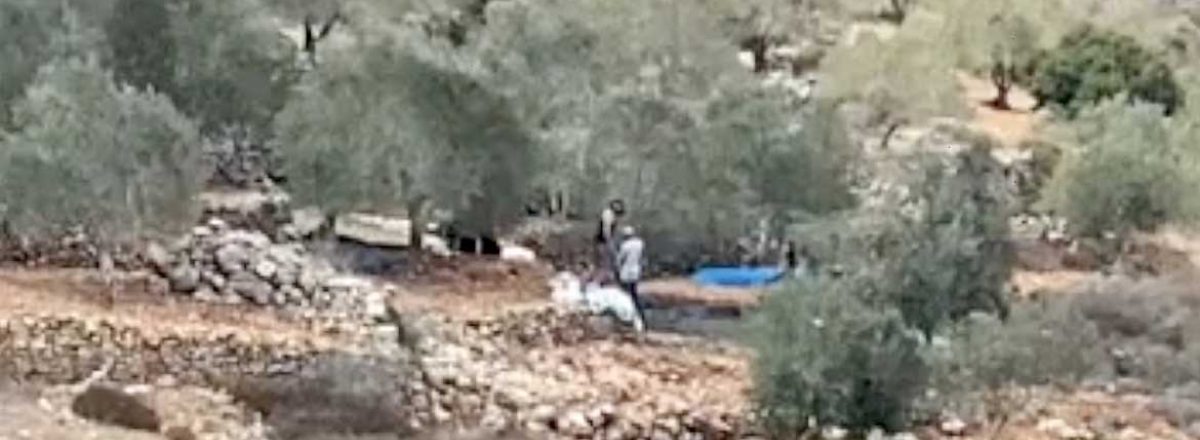 Settlers pick and steal olives in Salfit. Still from video