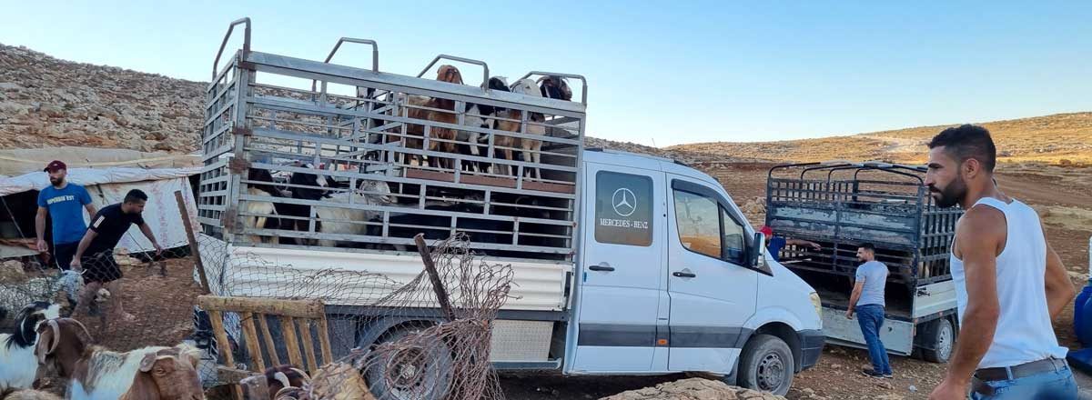 צאן מועמס על משאית. אל-קבון, 4.8.23. צילום: שרית מיכאלי, בצלם