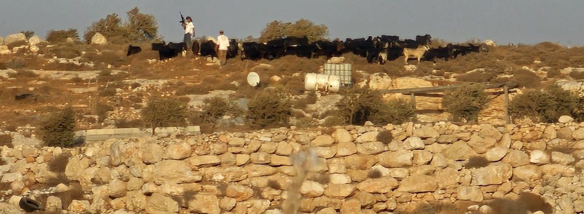 The armed settler and his friend with the flock near the playground. Photo courtesy of local residents