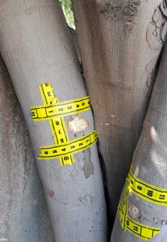Segni di proiettili sull'albero vicino al quale è stato colpito Abu Akleh.  Foto di Kareem Jubran, B'Tselem