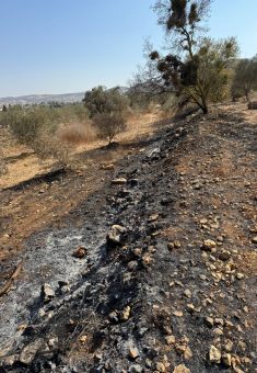 שדה שרוף בסינג'ל. התמונה באדיבות התושבים
