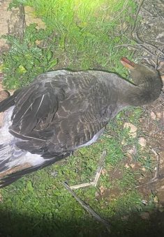 One of the geese killed by the settlers. Photo courtesy of local residents