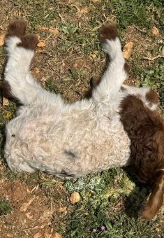 حَمَل قتله المستوطنون في موقع خيام محمد عراعرة. تصوير: محمد رمانة، بتسيلم  