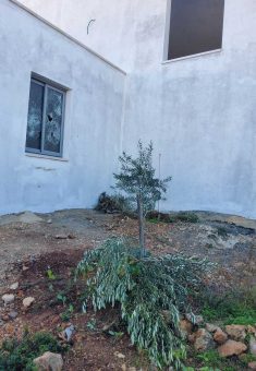  חלון שניפצו המתנחלים באחד הבתים, ושתילי זית שעקרו בחצר. צילום: סלמא א-דיבעי, בצלם