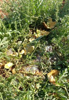 أضرار في حقل البطبخ. صورة قدمها السكان مشكورين