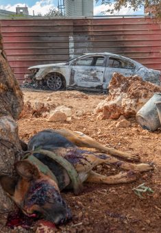 The dog that settlers beat to death. Photo: Wahaj Bani Moufleh, 10 October 2025 