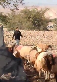 إحدى المستوطِنات مع القطيع في فصايل الوسطى. من فيديو توثيقيّ قدمته العائلة مشكورة