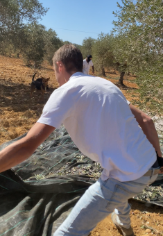A settler dragging one of the olive-harvesting tarpaulins. Photo courtesy of the farmers