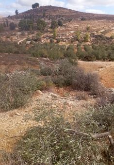 أشجار الزيتون التي تم قطعها في أرض غنيمات. صورة قدمها الشاهد مشكورًا