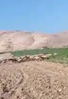مستوطن يُدخل قطيع مواشٍ للرعي في حقل خاص في منطقة إحميّر. من فيديو توثيقي قدمه السكان مشكورين