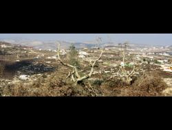 Palestinian-owned trees vandalized by settlers against the background of the Havat Gilad settlement point. Photo: 'Atef Abu a-Rub, B'Tselem, October 13, 2013