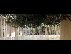 Settlers throwing stones at the Geith neighborhood across the fence. Photo by Nael Fakhuri, 11.5.21