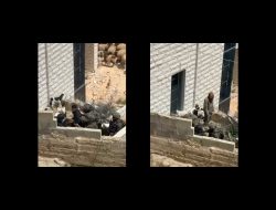 מתנחלים מנסים לגנוב צאן מתושבי הכפר אל-מור'ייר באבטחת חיילים, 19.4.26. התמונה באדיבות תושבים