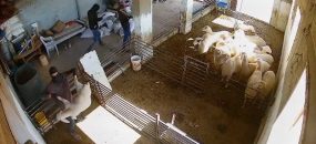 מתוך תיעוד הווידאו