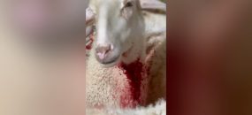 מתוך תיעוד הווידאו