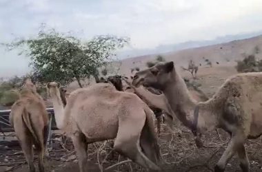 قطيع جِمال خاص بالمستوطنين في أرض التجمع. صورة قدمها السكان مشكورين, 13.12.25