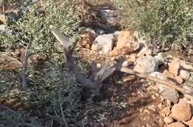أشجار زيتون فتيّة تم إتلافها في منطقة يرزة. من فيديو توثيقي قدمه السكان مشكورين