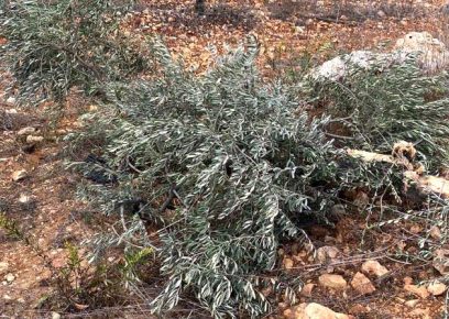 Olive trees uprooted by settlers in Al-Khader, Bethlehem district. Photo courtesy of farmer