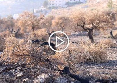 Elias Mariyah's burnt olive grove in Bethlehem area. Photo: Faiz Abu Rmeleh, B'Tselem