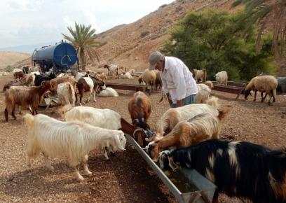 Shepherd ‘Abd a-Rahman Khalil with his flock last year. Photo by 'Aref Daraghmeh, B'Tselem, 28 Oct. 2015