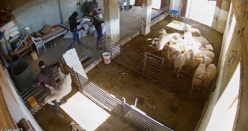 מתוך תיעוד הווידאו