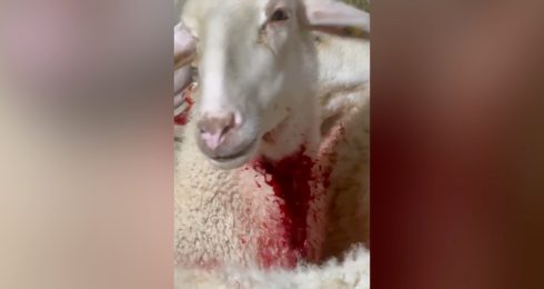 מתוך תיעוד הווידאו