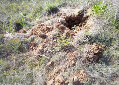 Al-Khader and Husan, 27 February 2020 – settlers vandalize olive saplings, ancient olive trees, grapevines and almond trees.