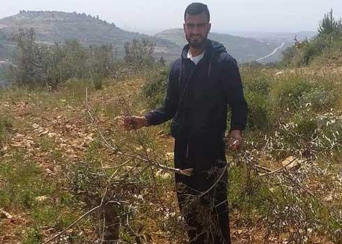 Mutilated olive trees in Ras Karkar, 24 April 2020