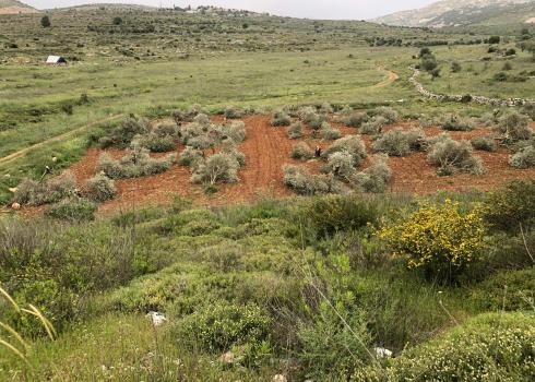Mutilated trees in a-Sawiyah, 24 April 2020