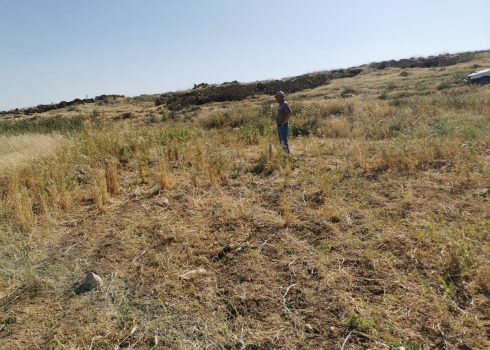 Ziad Makhamreh's plot, after his crop was stolen
