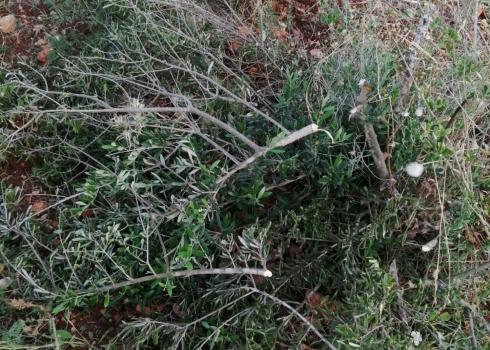 Mutilated trees in Yatma, 16 May 2020