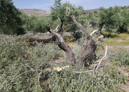 Ancient olive tree cut down in Burin, 4 June 2020. Photo: Naser Qadus