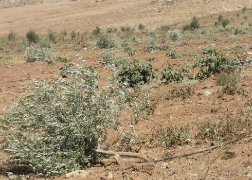 עצי זית כרותים בח'ירבת א-תוואמין, 22.8.20. צילום: נסר נוואג'עה, בצלם