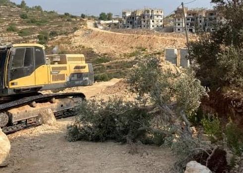 Cut down trees in Ras Karkar, 9 September 2020