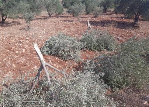Cut down trees in a-Sawiyah, 17 September 2020.  Photo: Odeh al-Khatib