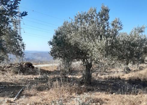 עץ שנמסק על ידי מתנחלים ופריו נגנב. פרעתא, 13.10.20. צילום: 