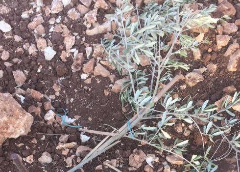 A broken olive seedling in Kafr Qadum, 18 Oct. 2020. Photo by Ahmad Barham