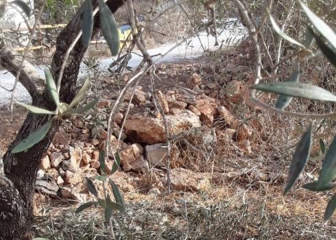 An olive tree harvested by settlers in Kafr Qadum, 18 Oct. 2020. Photo by Qusai Qadumi 