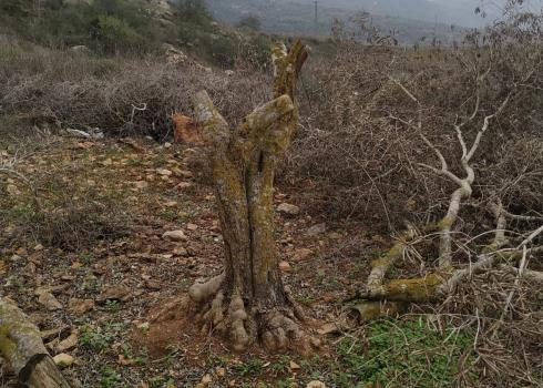 A mutilated olive tree in Yasuf, 5 Dec. 2020. Photo by head of village council 