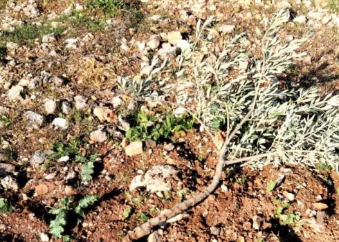 A broken olive seedling in Ribhi Na’asan’s plot, al-Mughayir, 19 Dec. 2020. Photo by Nizar Na’asan
