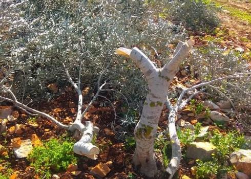 Olive tree cut down by settlers in Kafr a-Dik,  7 February 2021.