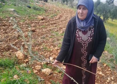 Nawal Isma’il in a grove where settlers uprooted olive seedlings, Qaryut, 7 Feb. 2021. Photo: Isma’il family