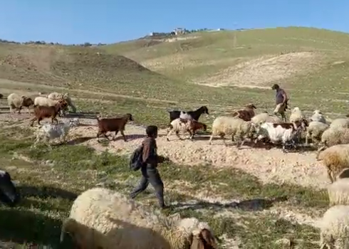 A settler from Kfar Adumim trying to drive out shepherds from Khan al-Ahmar, 28 Feb. 2021