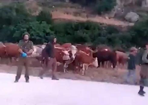 Settlers with cattle herd escorted by soldiers in Wadi Qana. Photo courtesy of farmers