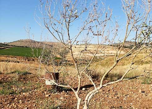 One of the trees poisone by settlers. Photo by Iyad Hadad, B'Tselem